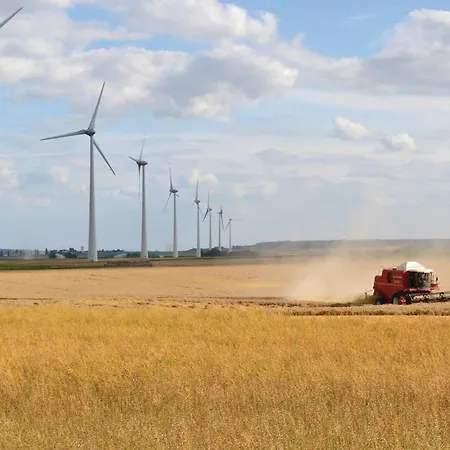 Les Renoncules Des Champs Roisel